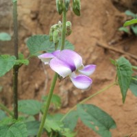 Neustanthus phaseoloides (Roxb.) Benth.